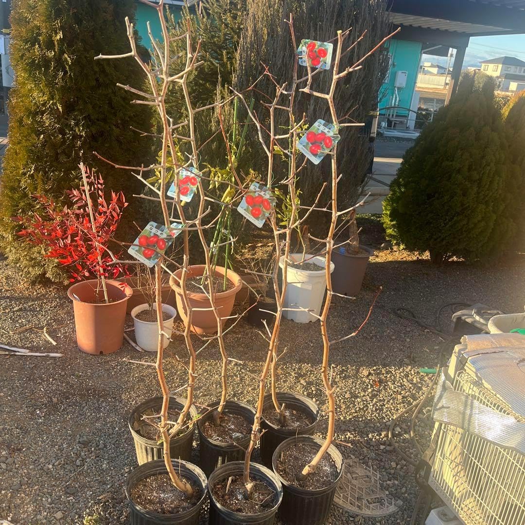 なつめの苗木 赤い果実　1株 ナツメ・なつめ木・果樹・ 完全無農薬土壌!! なつめ 苗木 赤い果実 1